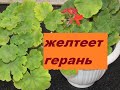 ПОЖЕЛТЕЛА ГЕРАНЬ. СПАСЕМ ЖИВИТЕЛЬНЫМ РАСТВОРОМ !!