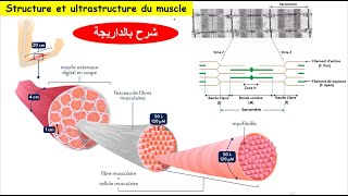 Role du muscle squelettique dans la conversion de l'énergie : Structure et ultrastructure du muscle