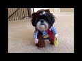 Dog Compilation | DOG IN COSTUME - Funny Video by PRIDE 6