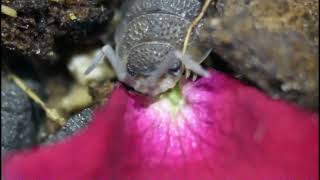 Isopod Eats Flower Petal