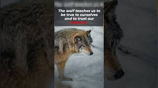 The wolf teaches us to be true #awolfquote #wolf #quotes #wolves #empower