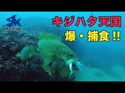 発見した新ポイントにGoPro沈めてみたらキジハタ天国過ぎた件 #1