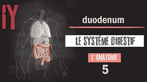 Quel est le rôle du duodénum ?