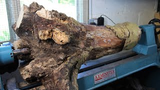 Woodturning - Hidden Treasure Inside a Tree Root! #Speedy