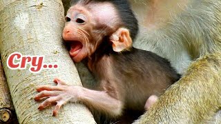 Pitiful Baby Monkey Charlee Cry Very Loud By Kidnapper Tara