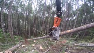 TimberPro TL765C with a SouthStar .FD750 Felling Head tithered to a Falcon Winch