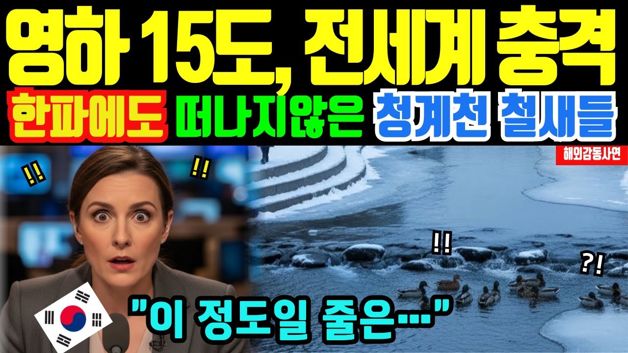 [해외감동사연] 한국 서울 청계천에 놀란 영국 전문가! 영하 15도인데 철새가 떠나지 않은 이유?
