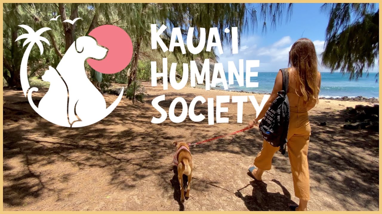 Adopt, Donate, and Support Kauai Humane Society's Inspiring Work YouTube