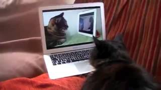 кот смотрит на кота по skype Юмор! Прикол! Смех кот смотрит на кота по skype Юмор! Прикол! Смех