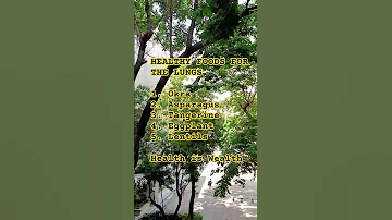 Top Healthy Foods For The Lungs Viral Top 2025 Health Trending Shorts Ytshorts Fyp 