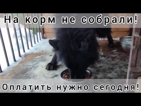 На корм не собрали! Оплатить нужно сегодня! Приют для животных
