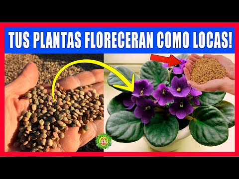 Vídeo: Com Cultivar Les Plantes De La Casa Correctament, Consells Per A Una Floristeria Novella