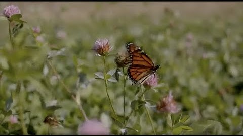 The Midwest Row Crop Collaborative: Scaling Solutions for Agriculture and the Environment