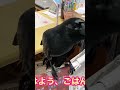 【喋るカラス】 ゴハンも言えるようになったカラスのハッピー