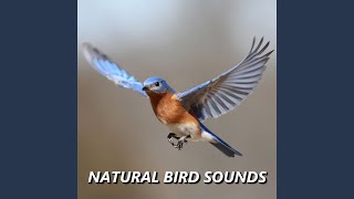 Suara Burung Taman yang Memikat