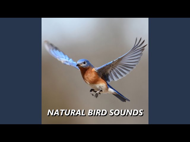 Suara Burung Taman yang Memikat class=