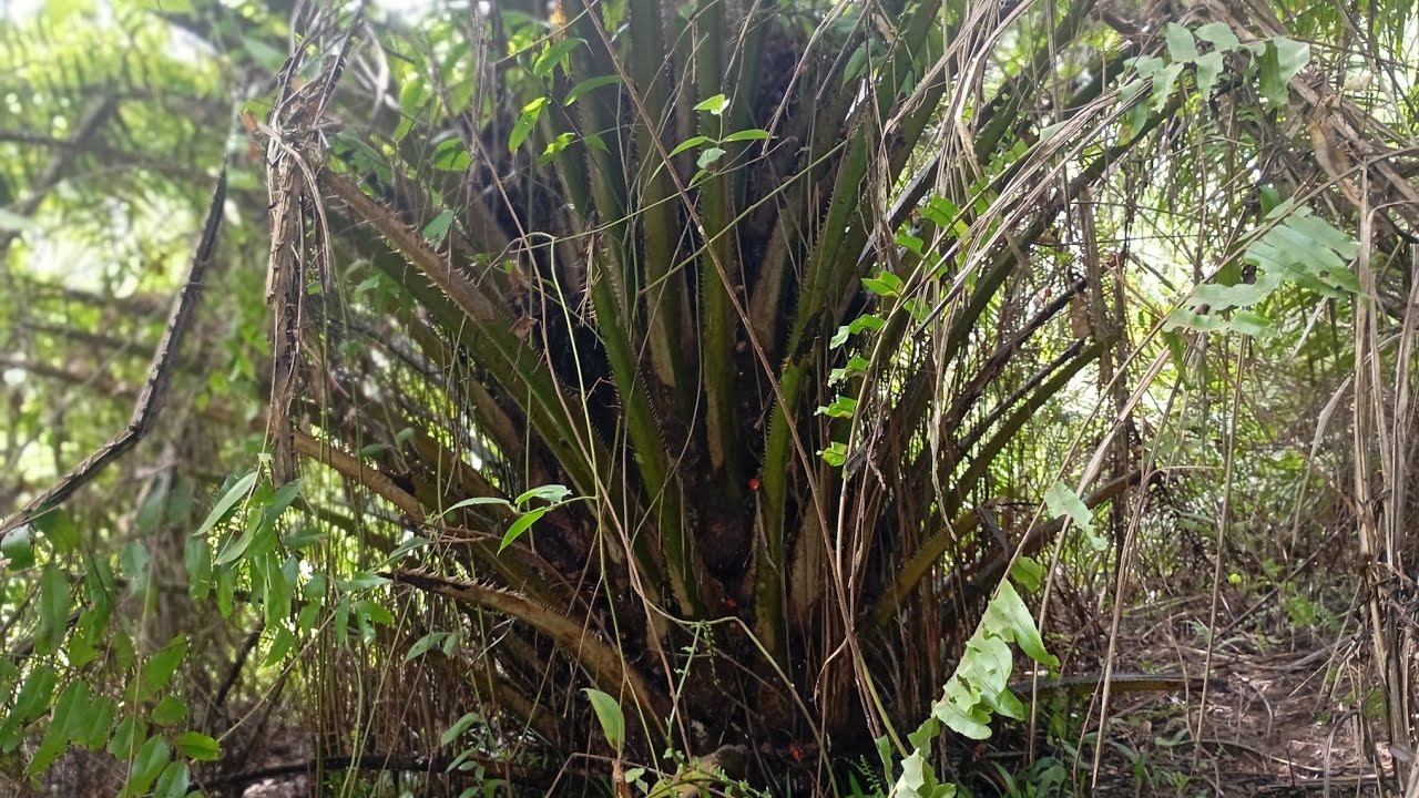 kira2 apa cuma tempatku ini yang masih banyak pokok bagini