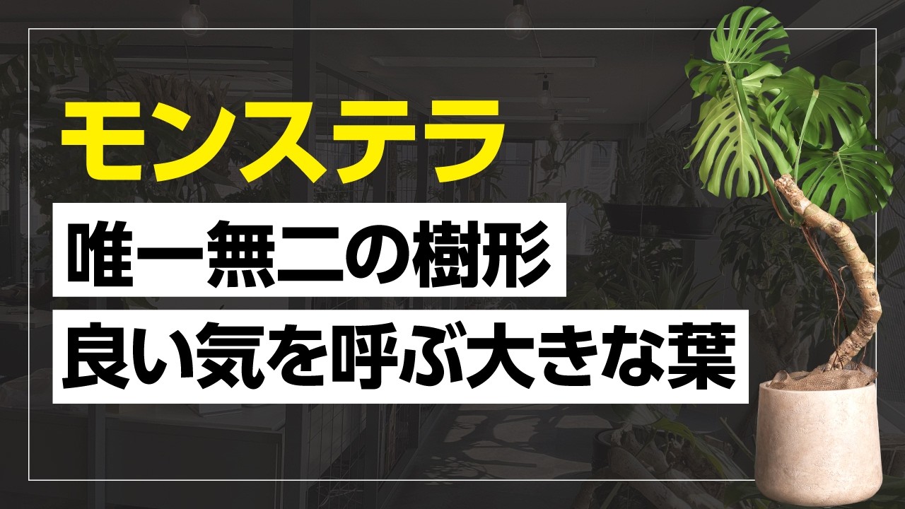 至高の木化 - モンステラ｜モンステラ｜ 樹利丸 園芸店