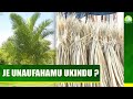 JE UNAUFAHAMU UKINDU JE UNAUFAHAMU UKINDU