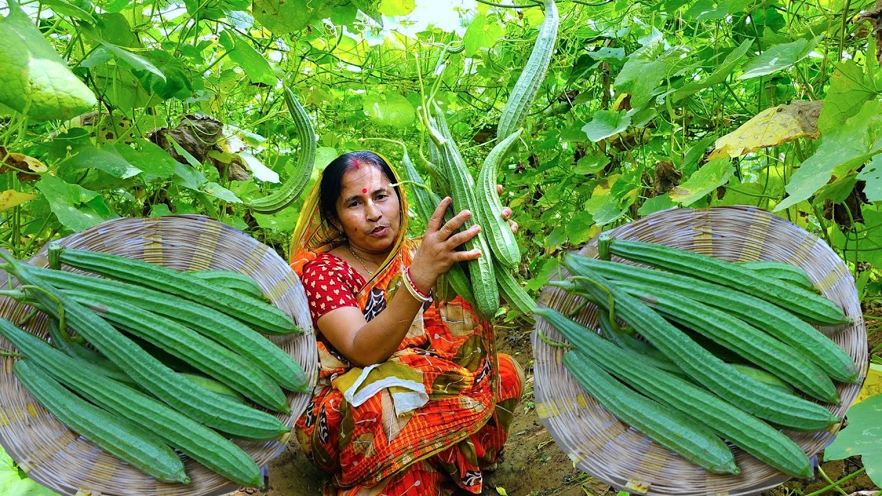 জমির তাজা ঝিঙে তুলে শোল মাছ দিয়ে দারুন স্বাদের রান্না | Jhinge Shol fish curry | Bengali recipes