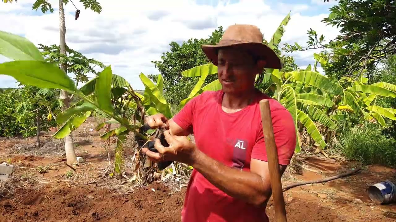Choveu aproveitei plantei milho , feijão de corda e assafrao da terra
