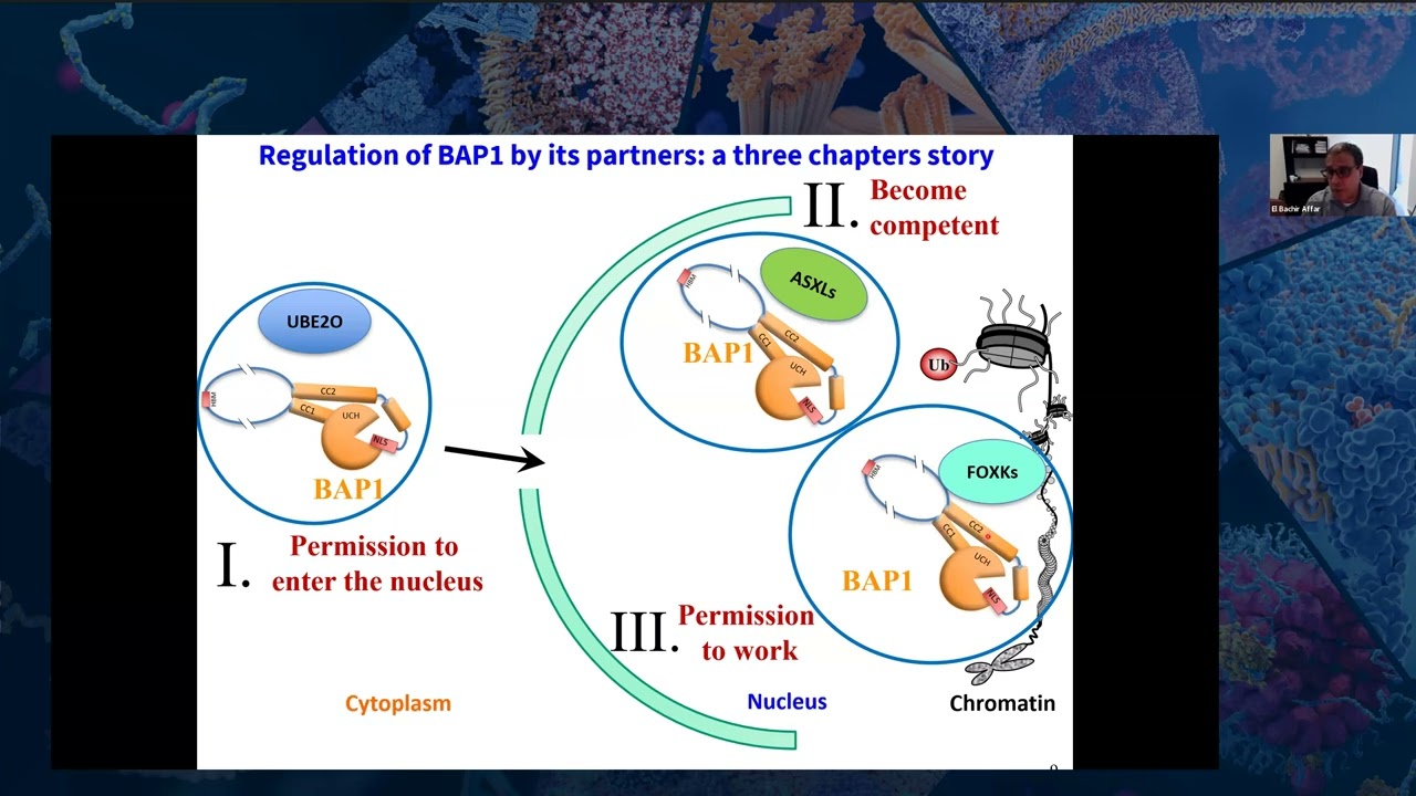 ASBMB Transcription Webinar: BAP1 deubiquitinase