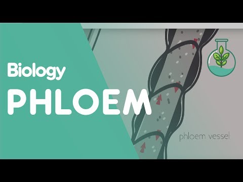 Xylem and Phloem - Part 3 - Translocation - Transport in Plants | Plants | Biology | FuseSchool