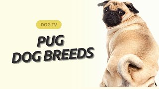 Pug Perfection: Exploring the Capabilities of this Unique Dog Breed by A dogsy 159 views 8 months ago 10 minutes, 12 seconds