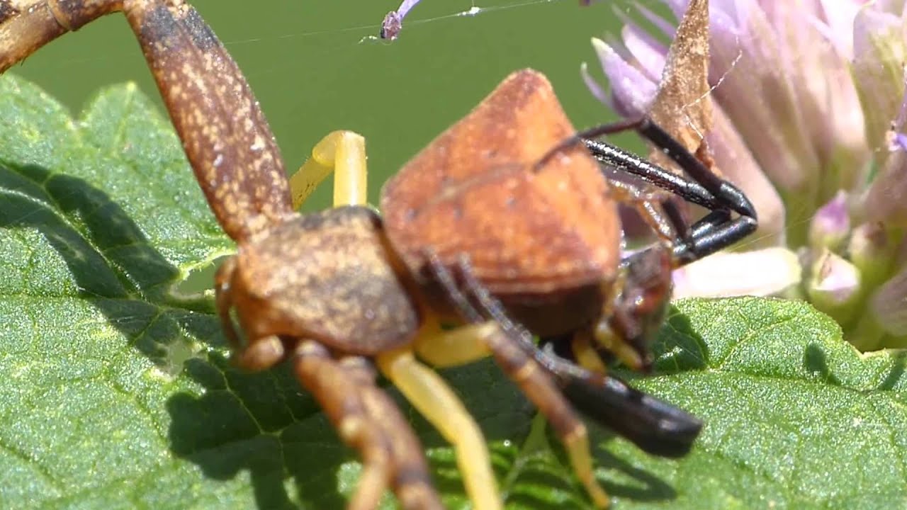 カニみたいな蜘蛛 カニグモ って知ってる