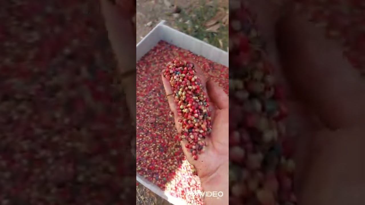 Menengiç Hasadı Nasıl Yapılır ?