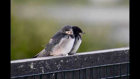 Swallow feeding time