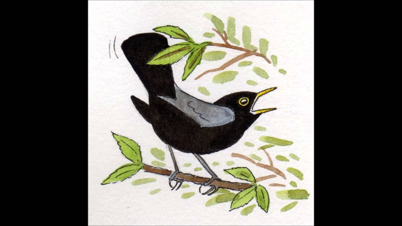 apprendre-les-chants-d-oiseaux-9-le-merle-noir-youtube
