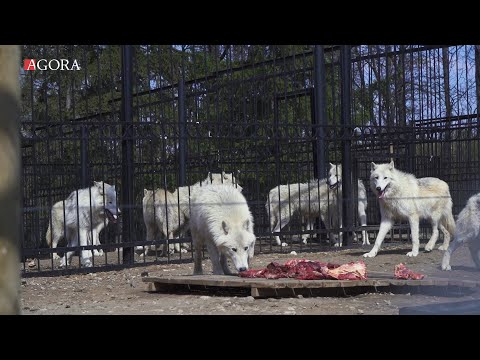 Video: Grădina zoologică din Ljubljana