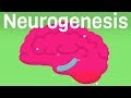 How To Produce More Brain Cells - The Neurogenesis Diet & Lifestyle by Brant Cortright