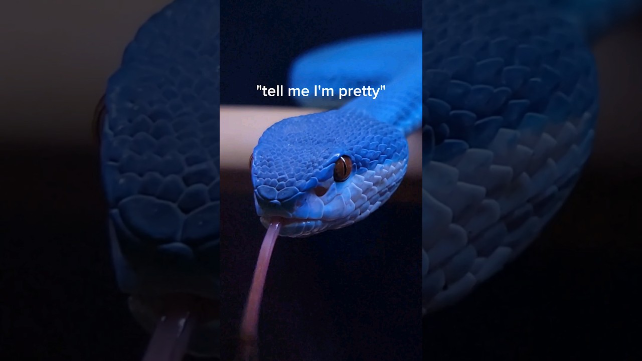 ЛУЧШИЕ ядовитые змеи для домашних животных, которые вы можете купить! #рептилии #ядовитыезмеи #ко...