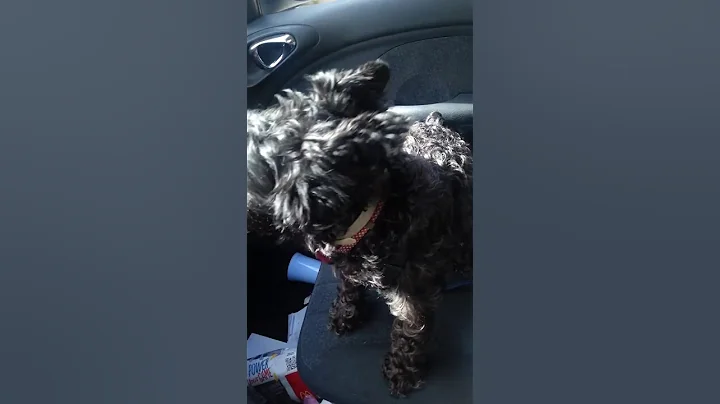 Sophie singing in the car