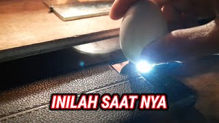 Signs That Eggs Will Hatch