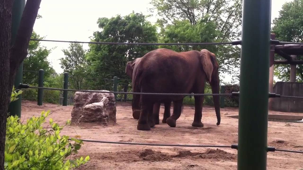Elephants at the Louisville Zoo 5.3.14 - YouTube