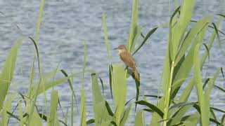 Clamorous Reed Warbler, Acrocephalus stentoreus, Karkheh Wildlife Refuge, Iran, 23 Apr 2019 (1/2)