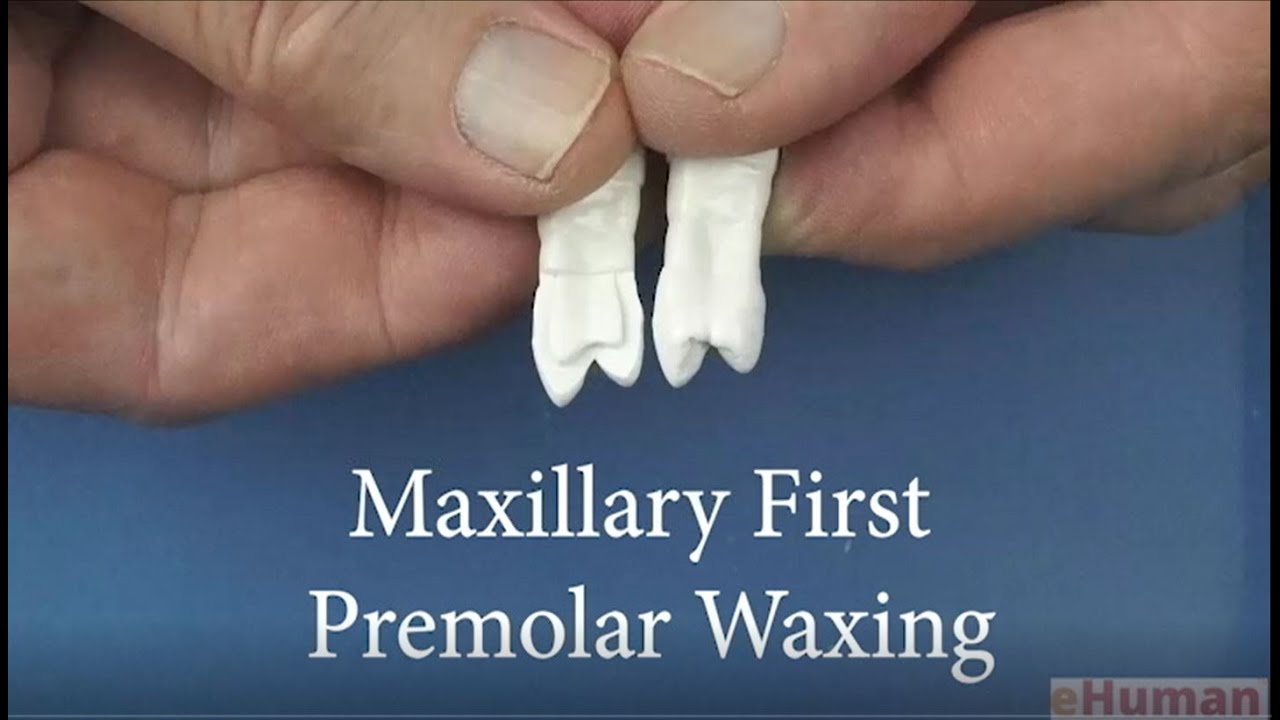 eHuman Maxillary First Premolar Waxing & Polishing