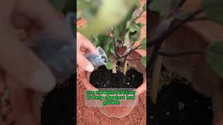 🌱**Eggplants growing slowly? Here's how to fix it!**🍆