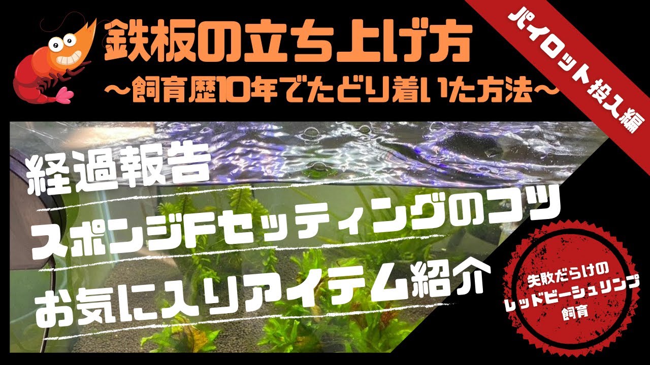 レッドビーシュリンプ水槽鉄板の立ち上げ方〜飼育歴ほぼ１０年でたどり着いた方法〜【パイロット投入編】