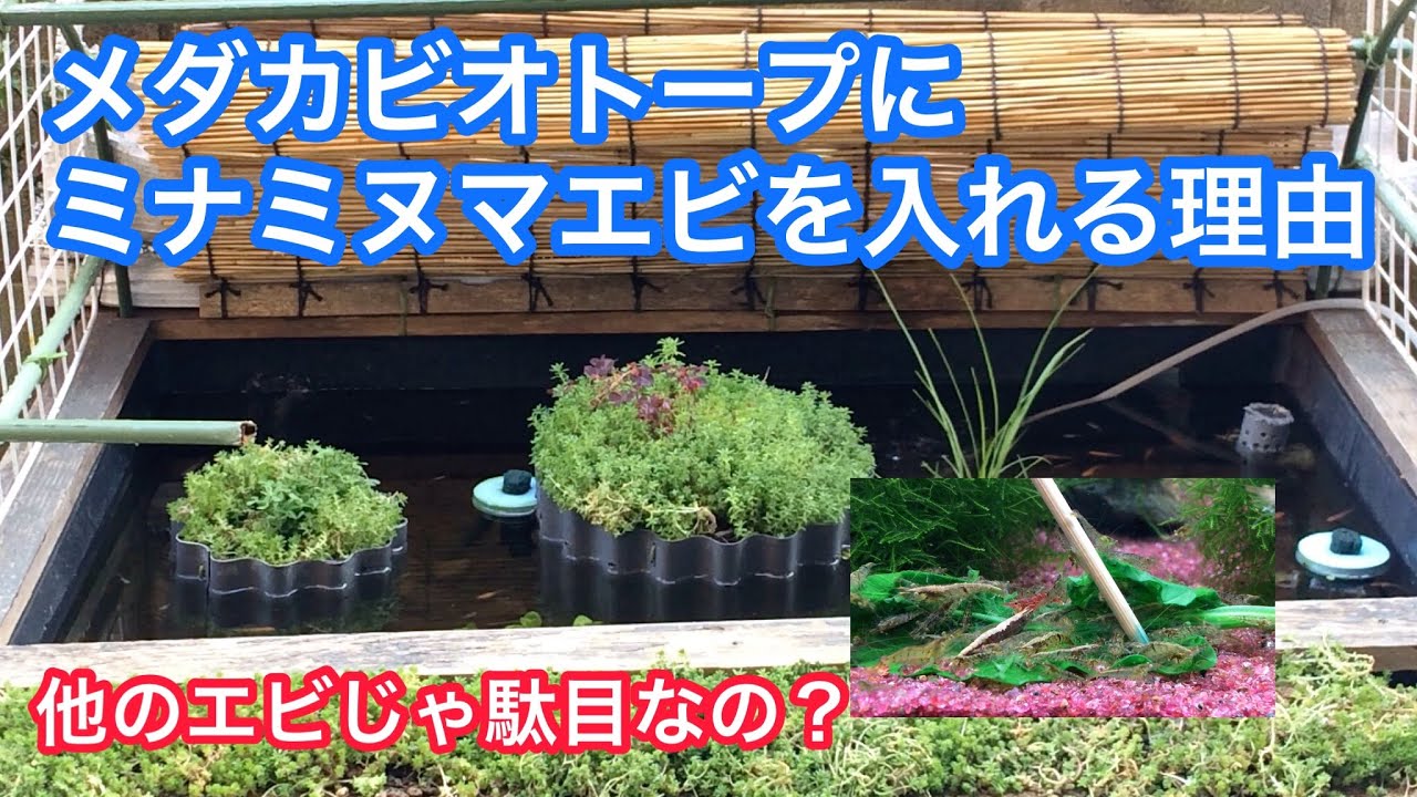 メダカ ビオトープにミナミヌマエビ を入れる理由 Youtube