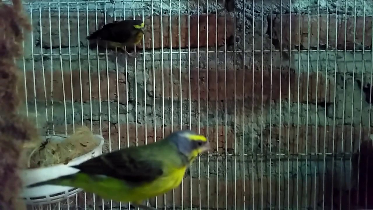 Sepasang Burung Mozambik Serinus Mozambicus 