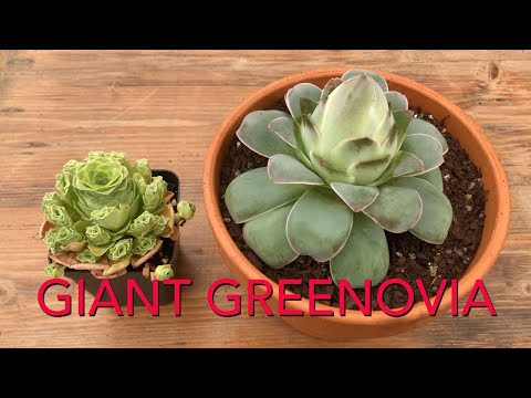 Video: Menjaga Greenovia - Maklumat Dan Petua Untuk Menanam Greenovia Succulent