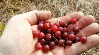 Апрель Пора собирать клюкву