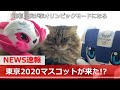 【猫ニュース】我が家に東京2020マスコット「ミライトワ」「ソメイティ」がやってきた！