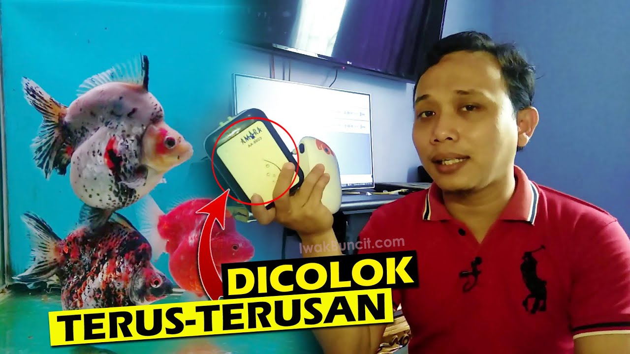 Terus-terusan Tercolok Ke Listrik, Apa Kabar Nasib Aerator AC/DC Ikan Mas Koki?