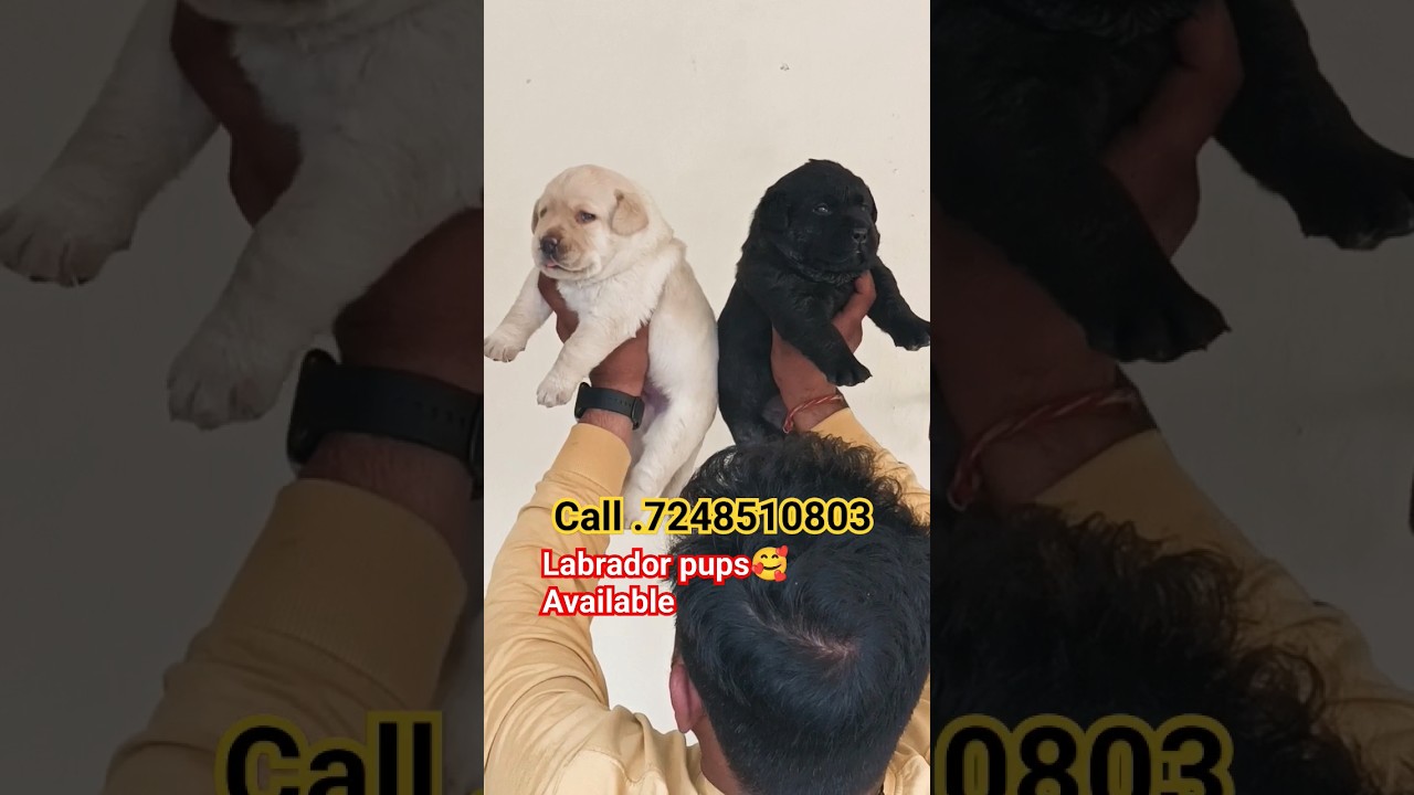 Labrador pups🥰 available pet shop Dehradun Rishikesh Roorkee Haridwar