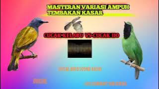 MASTERAN KOMBINASI KASARAN CUCAK KELABU MIX CUCAK IJO TEMBAKAN JOS